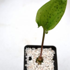 Drimiopsis