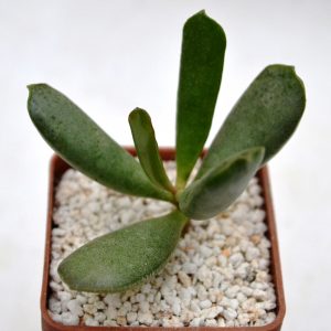 Adromischus halesowensis