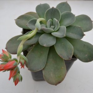 Echeveria pilosa x lauii ( Valentina)