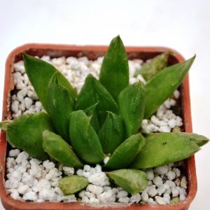 Haworthia retusa hybr.