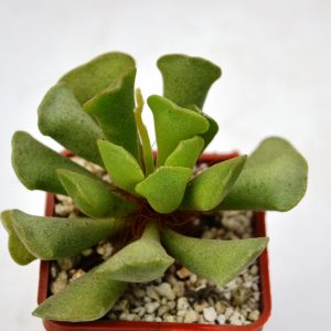 Adromischus cristatus
