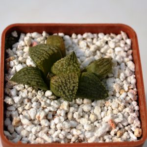 Haworthia esterhuizenii
