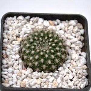 Rebutia krainziana