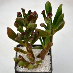 Crassula ovata cv. " Gollum"