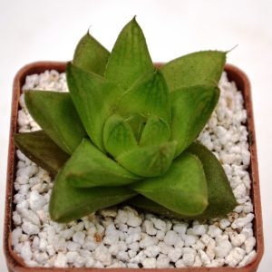 Haworthia cymbiformis hybr.