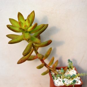 Sedum nusbaumerianum