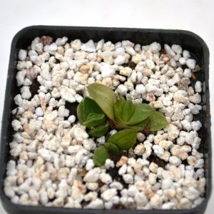 Gasteria minima f. variagata