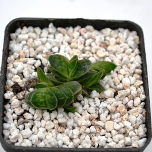 Gasteria minima f. variagata