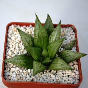 Haworthia cv. "Metallica"