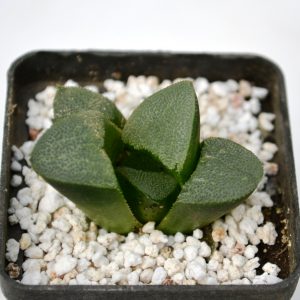 Haworthia bayeri