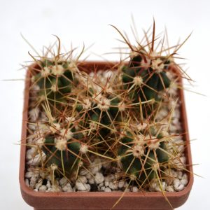 Ferocactus horridus - за 5шт.