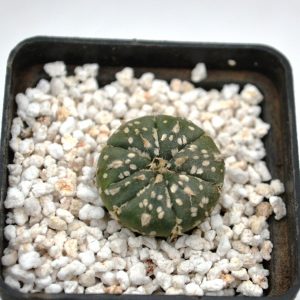 Astrophytum asterias cv. » super kabuto»