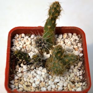 Maihueniopsis darwinii KP 68 A (San Juan)