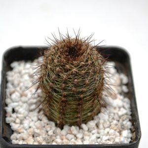 Lobivia pencapoma WR- 238
