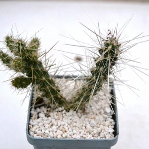 Cylindropuntia whipplei