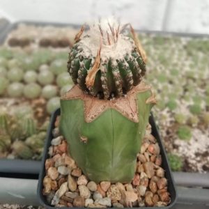 Discocactus horstii