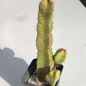 Euphorbia resinifera