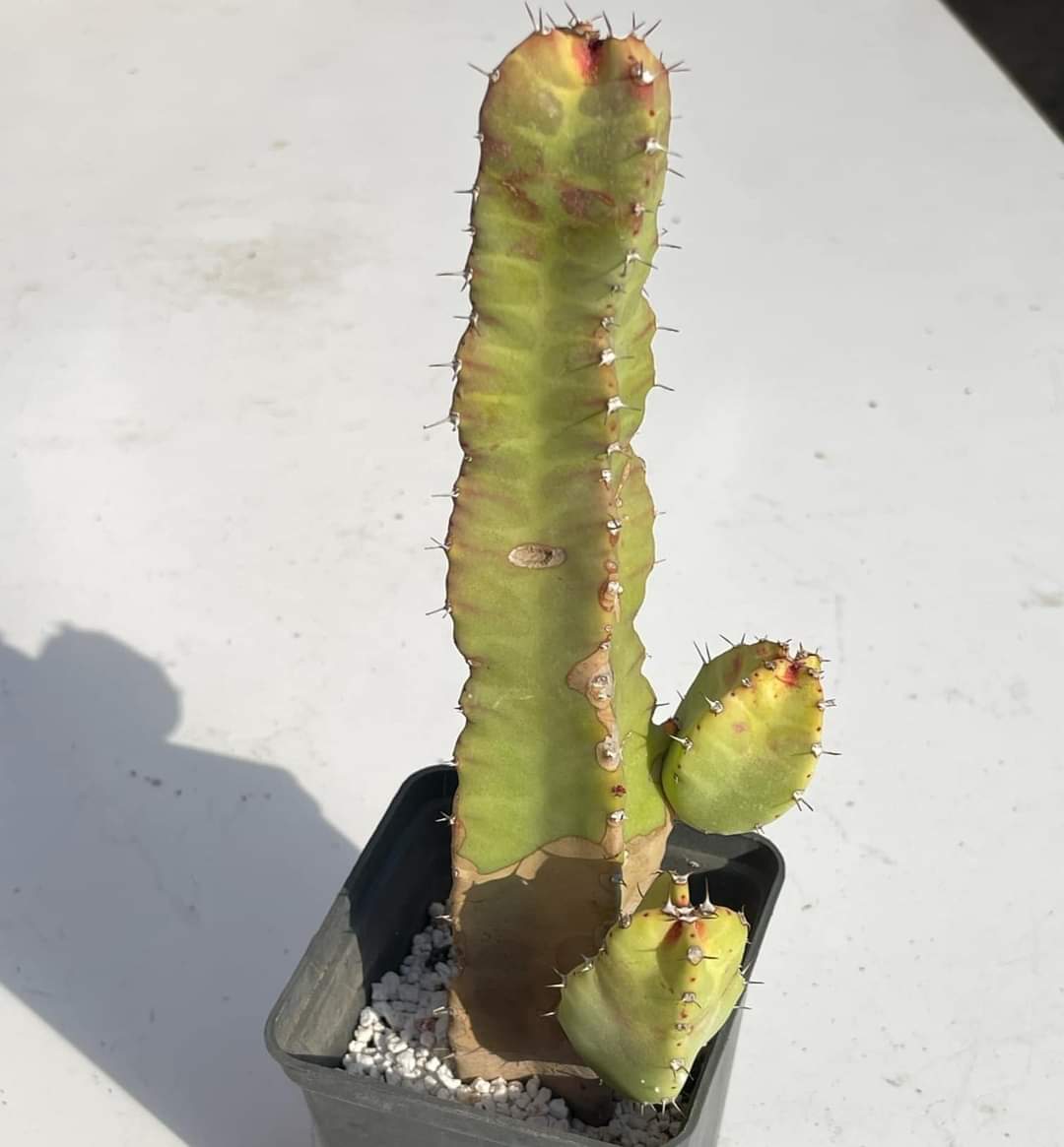 Euphorbia resinifera
