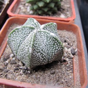Astrophytum  coahuilense x Hanazono