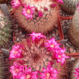 Mammillaria spinosisima "Super Red"-MG- seeds-семена-