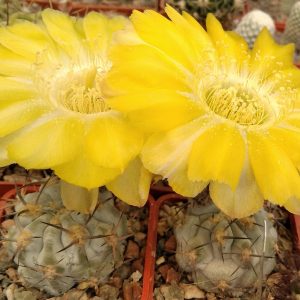 Acanthocalycium glaucum -coветская селекция-seeds-семена-