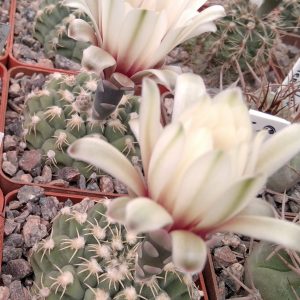 Gymnocalycium stellatum v. flavispinum -seeds-семена-