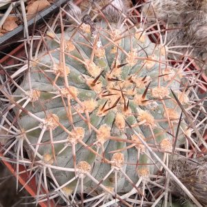 Acathocalycium thionanthum v. copiapoides P54 -seeds-семена-