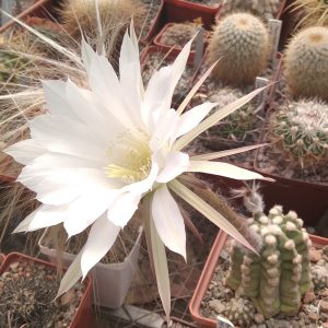 Echinopsis subdenudata  -seeds-семена-