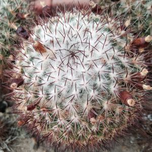 Mammillaria verticealba v. zacatecasensis ML218 -seeds- cемена-