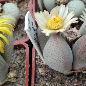 Dinteranthus microspermus -Sperlindsputs-seeds-семена-