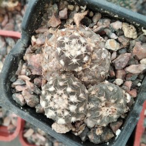 Gymnocalycium ragonesei -s
