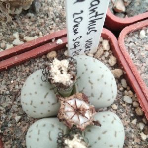 Dinteranthus vanzilii PV644 -seeds-семена-