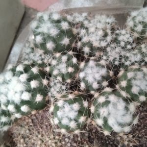 Echinopsis subdenudata -hybride-
