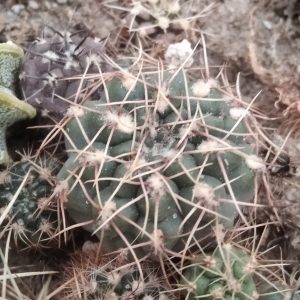 Gymnocalycium gibbosum v. nobile -MG- s