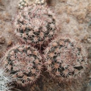 Notocactus curvispinus HU338 -MG- s