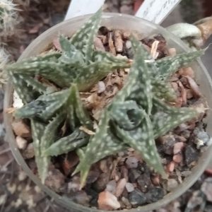 Aloe descoingsii -s