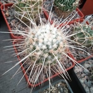 Mammillaria nejapensis v. longispina -seeds-семена- s