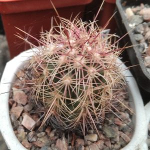 Thelocactus bicolor -s
