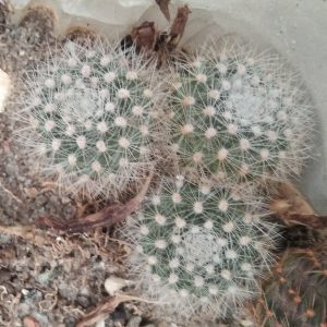 Rebutia vallegrandensis L353 -MG- s