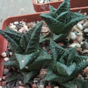 Haworthia limifolia v. nigra -small form- Koehres- s