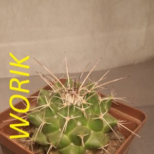 MAMMILLARIA TOLIMENSIS V. LONGISPINA