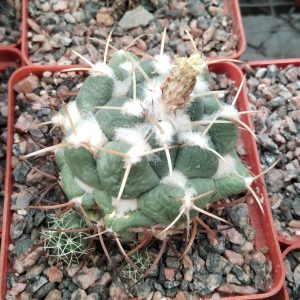 Coryphantha andreae -s
