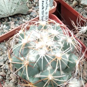 Coryphantha spec.CSD126 -s