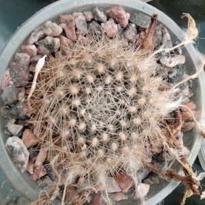 Aylostera flavistyla -s