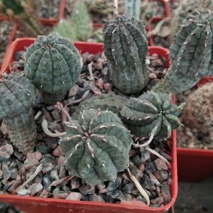 Euphorbia obesa x valida