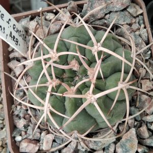 Gymnocalycium catamarcense v. ensispinum