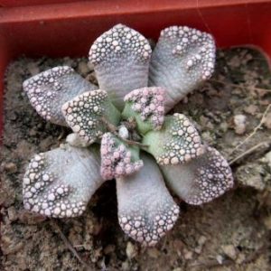 titanopsis calcarea SB 1311