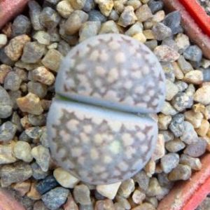 lithops hallii