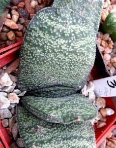 gasteria armstrongii Renny Wong