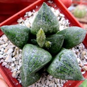 haworthia splendid hybrid